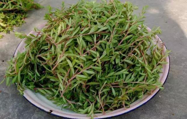 马齿笕很多人有点吃不来野菜的味道,但其实只要加工到位,吃起来还是