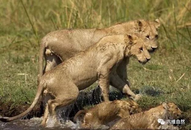 的吃肉动物,但70%-80%的幼狮都活不过两岁,小狮子面临其它猛兽偷袭,不
