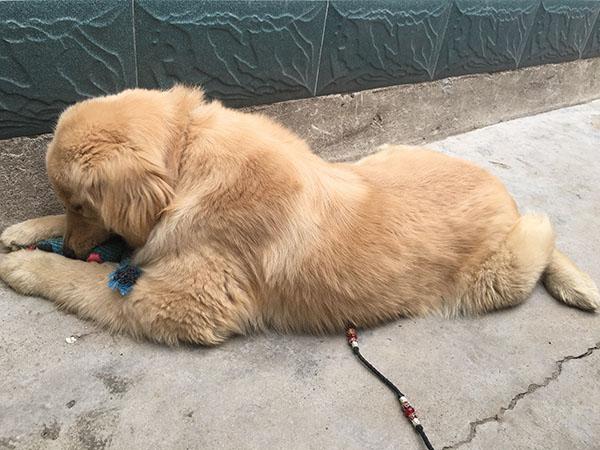 一女子把金毛带回乡下喂养,没想到被公公婆婆彻底地养成了土狗!