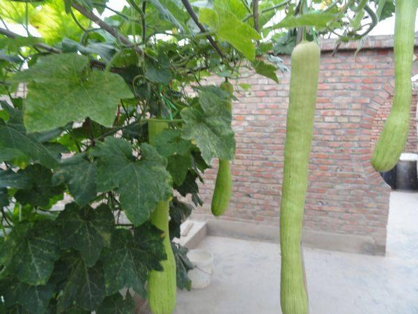 农村院里葡萄架下的瓜,结的多可生吃,随吃随砍,让人吃得想吐