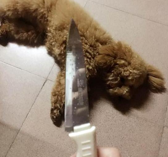 这只泰迪是我养大的,但我时刻都想用刀结束它生命!