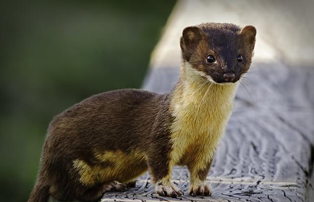 生活在北美的黄鼠狼, 狩猎10倍大的动物无压力