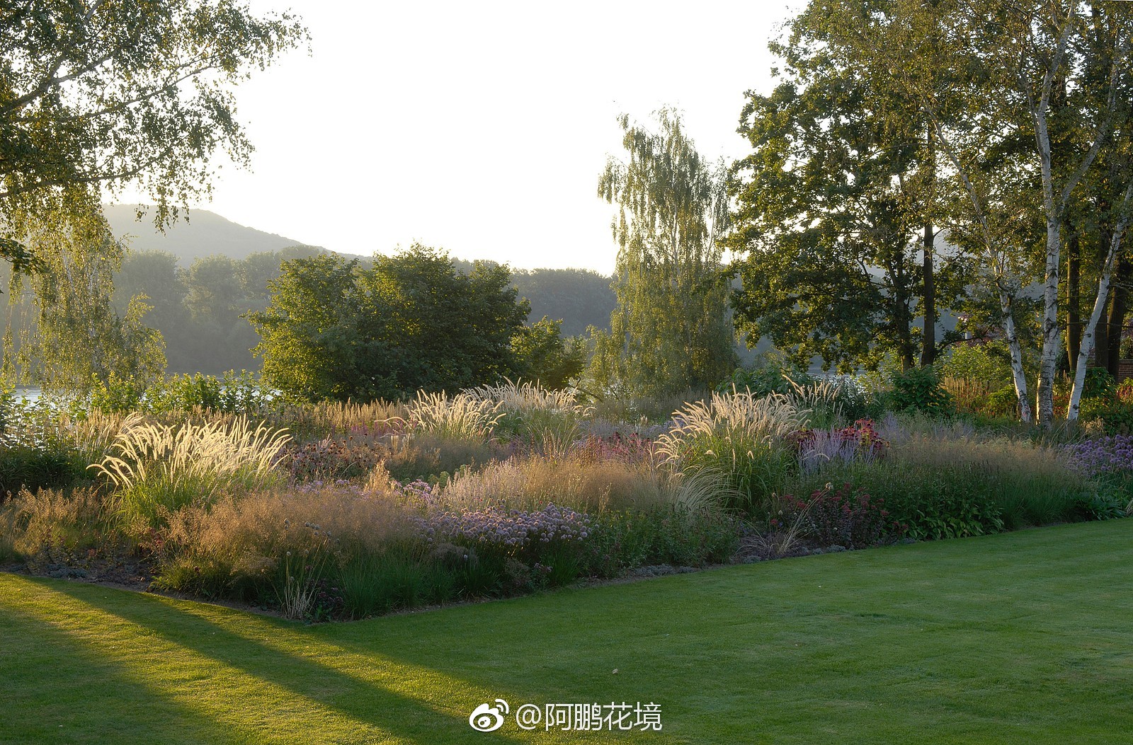 观赏草在花境中的应用，不可或缺|观赏草|花境_新浪新闻