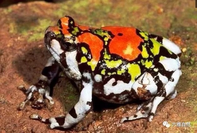 被称为彩虹蛙的红犁足蛙颜色得有多鲜艳