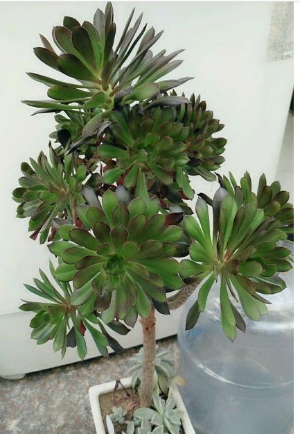 多肉植物中珍贵的黑法师的养殖方法!