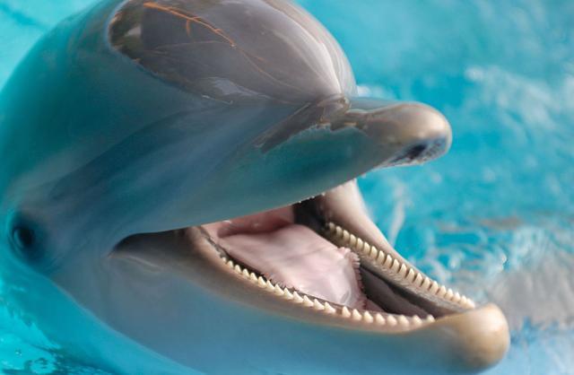 为了判断海豚的年龄,向他们借一颗牙齿并将其切开看是一个好主意.