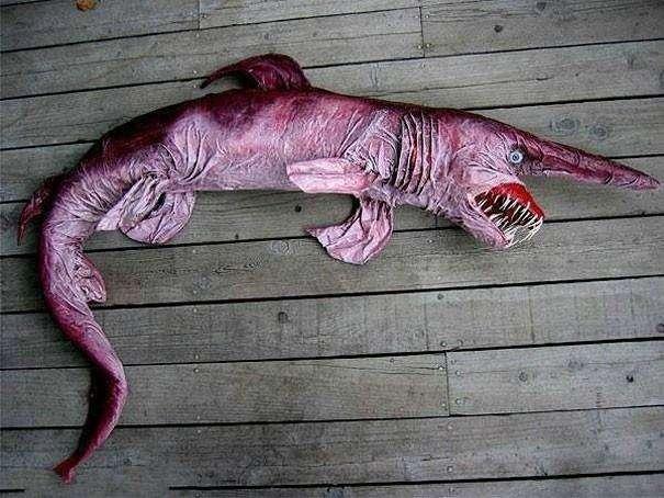 地球上那些奇葩怪异的动物, 这5个你肯定听都没听过