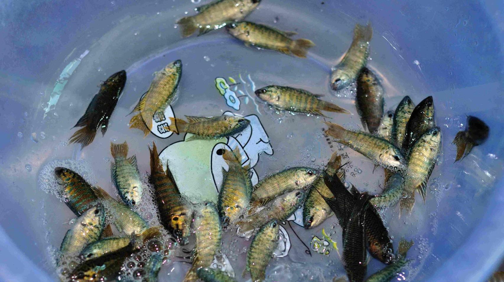 农村臭水沟忙活一下午的"斗鱼", 异常生猛, 就不知口感如何