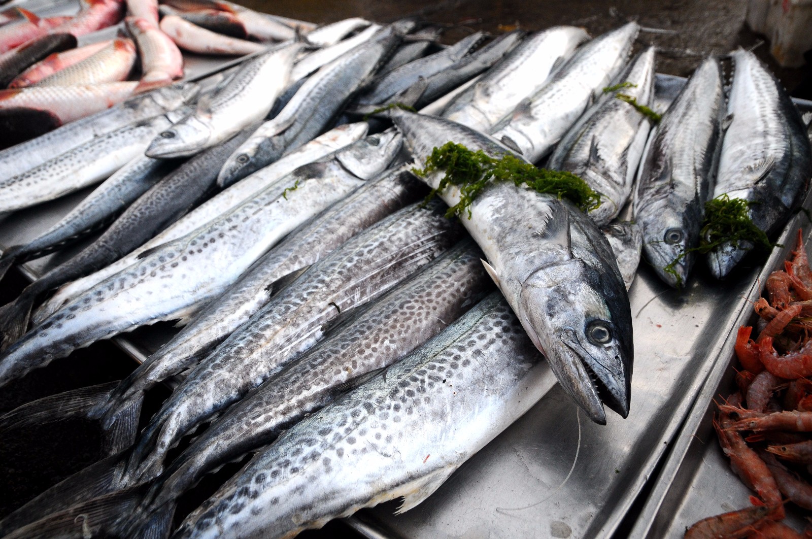 "鲅鱼跳 丈人笑"青岛本地鲅鱼上市 4斤以上春鲅鱼每斤38元