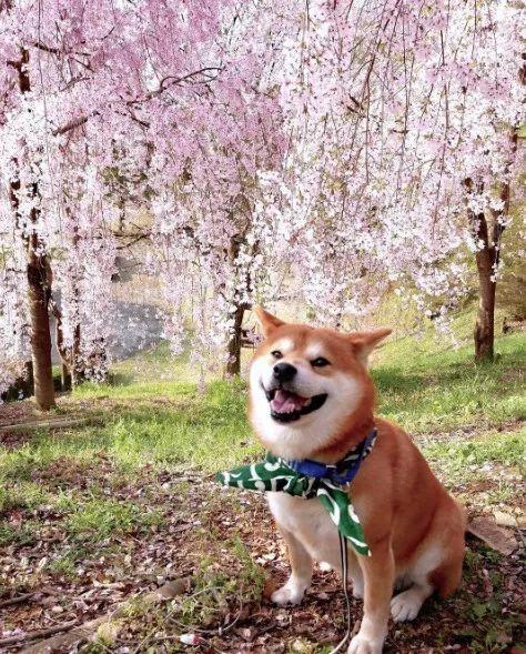 7岁的柴犬berry在国外是个网红狗,长得呆萌笑起来还特别温暖!