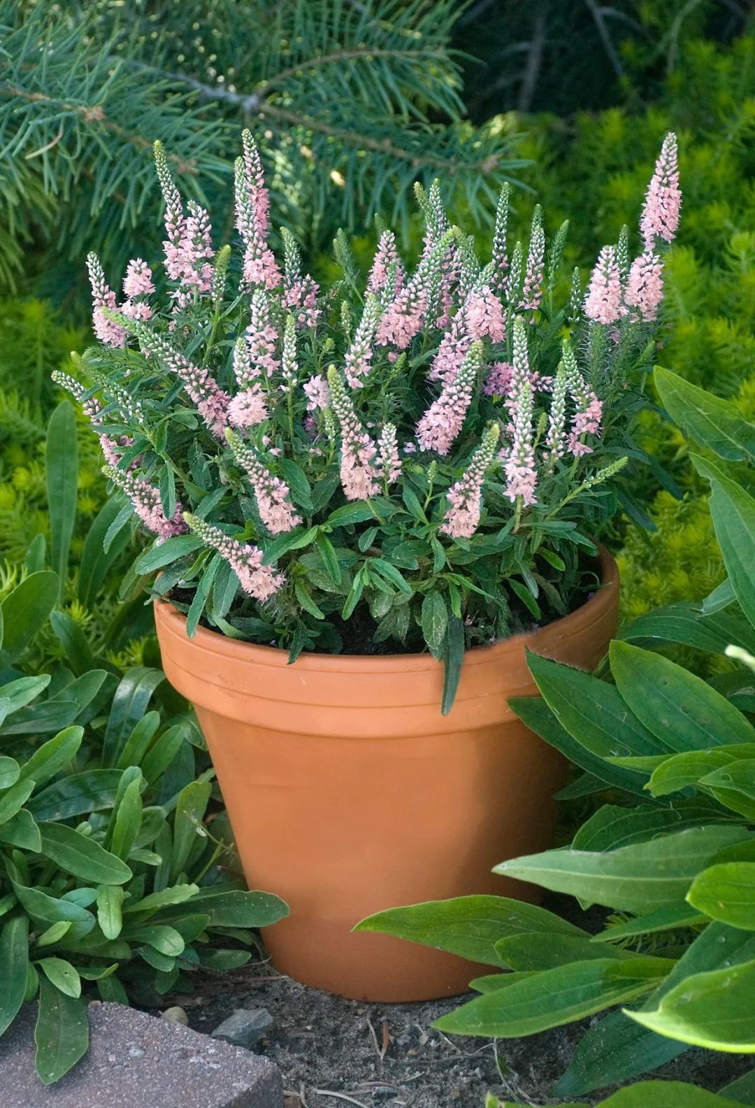 8种养在院子里全年都不用浇水的耐旱植物,花朵还开得这么艳丽