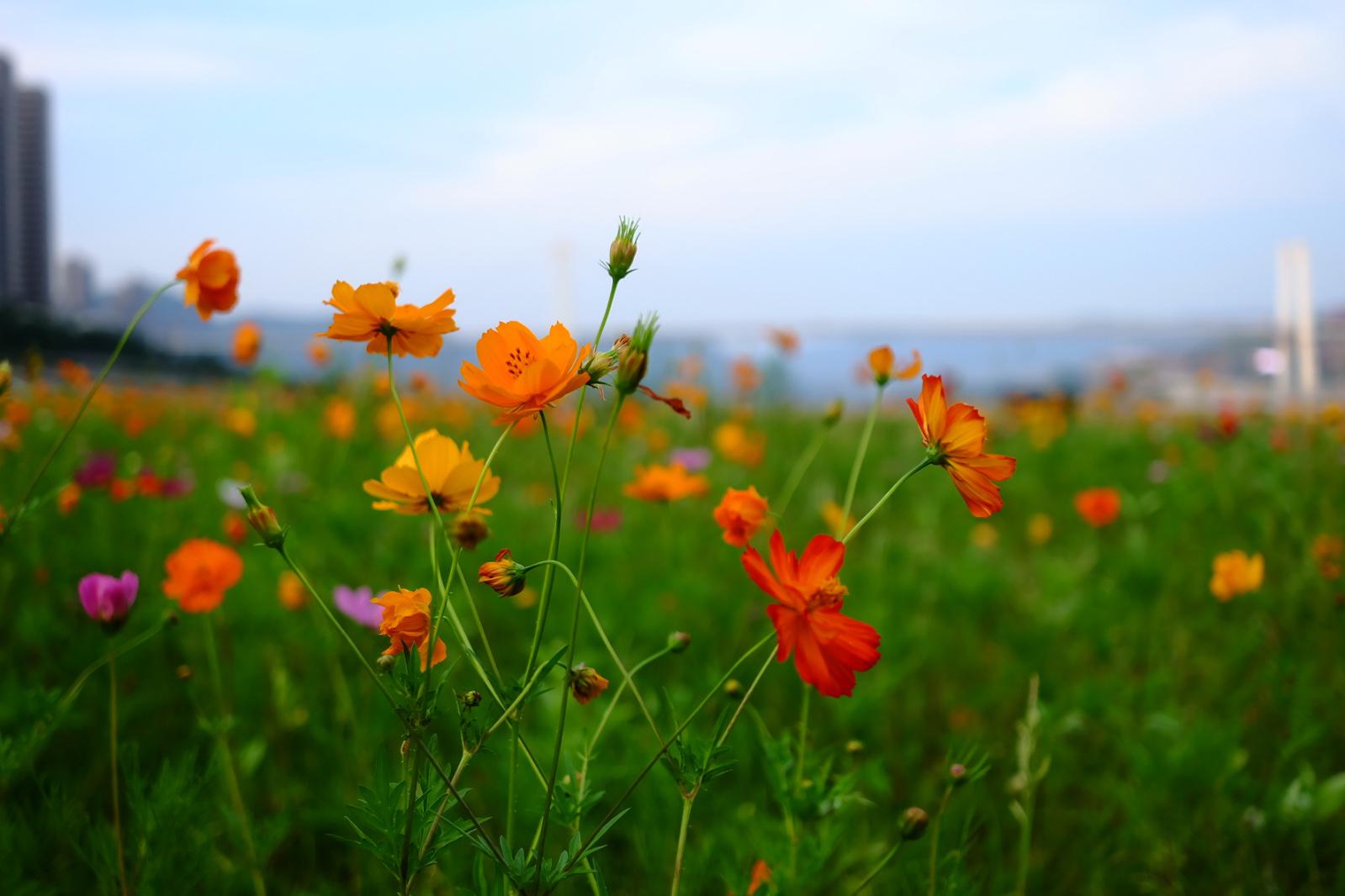 美炸了!万州城区刚诞生一个新景点,大片格桑花盛开市民玩得嗨!