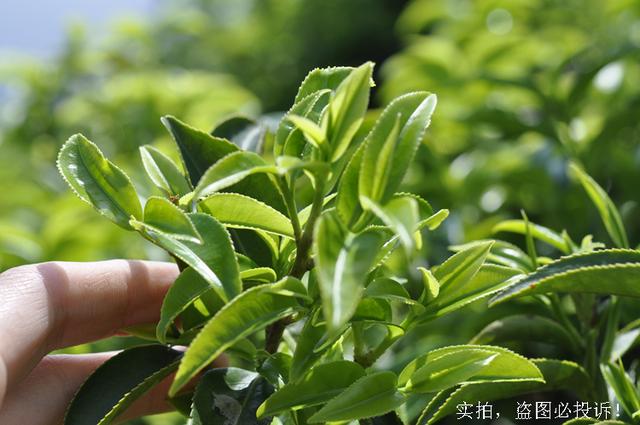凤凰|单丛茶|茶树_新浪新闻