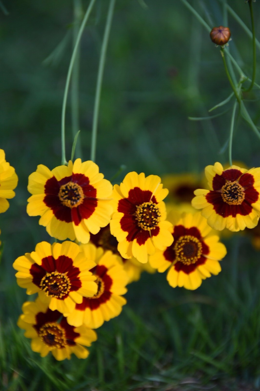 两色金鸡菊(两色金鸡菊泡水喝有什么功效)