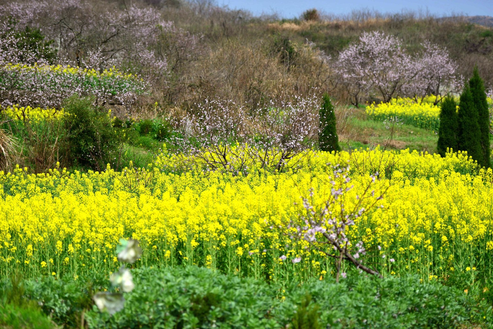 湖北大冶:私藏着这么好的桃花林,花都开好了,就等你来……|湖北大冶
