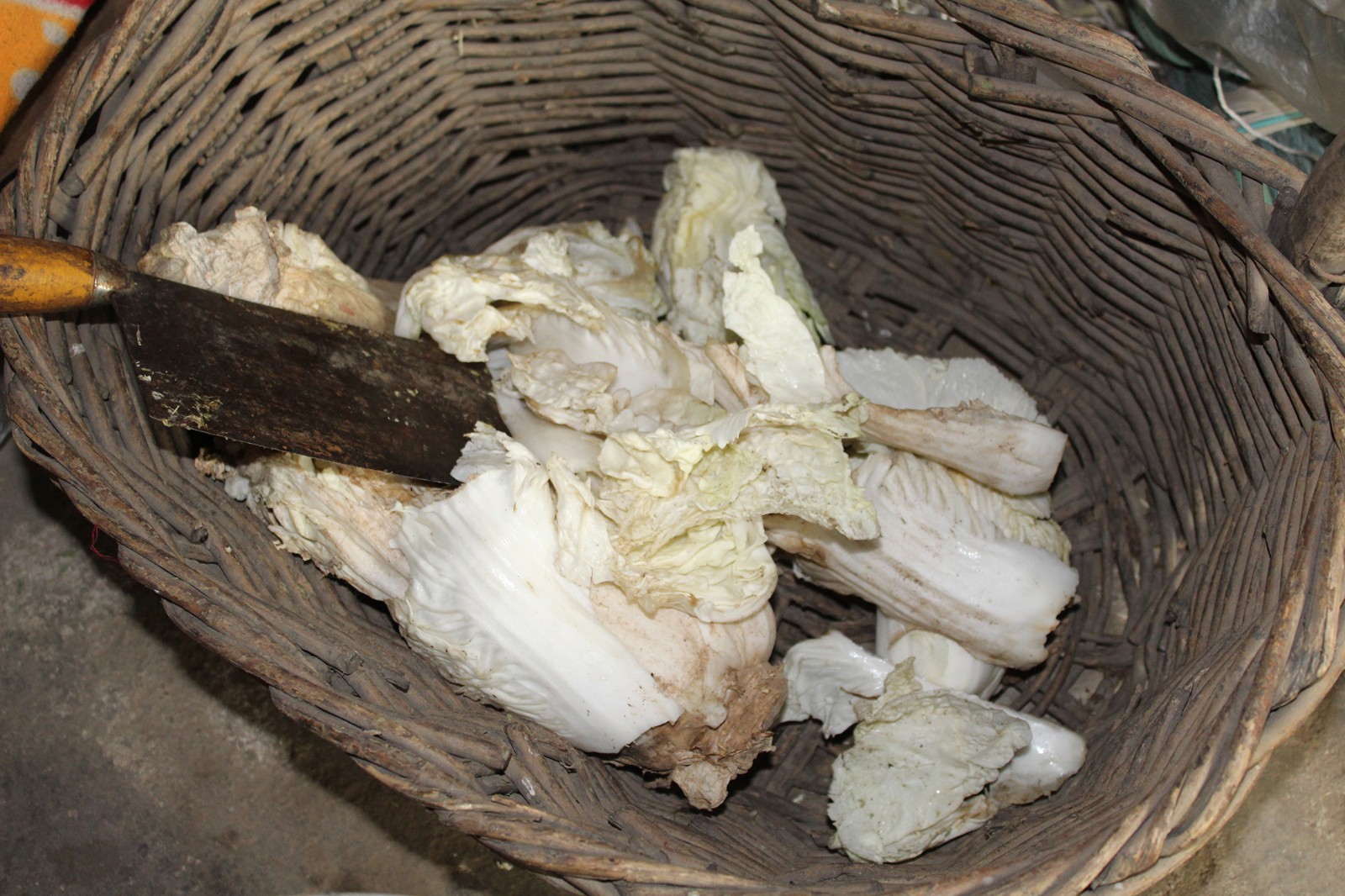 这一天老人家转了一圈后,捡回了几片又"瘦"又小的白菜叶子.