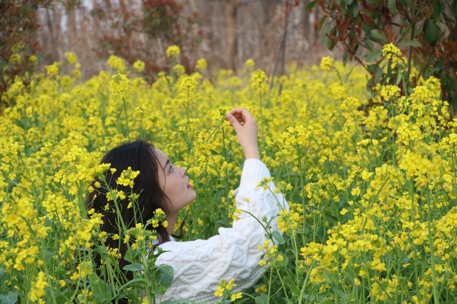 人与油菜花的照片图片