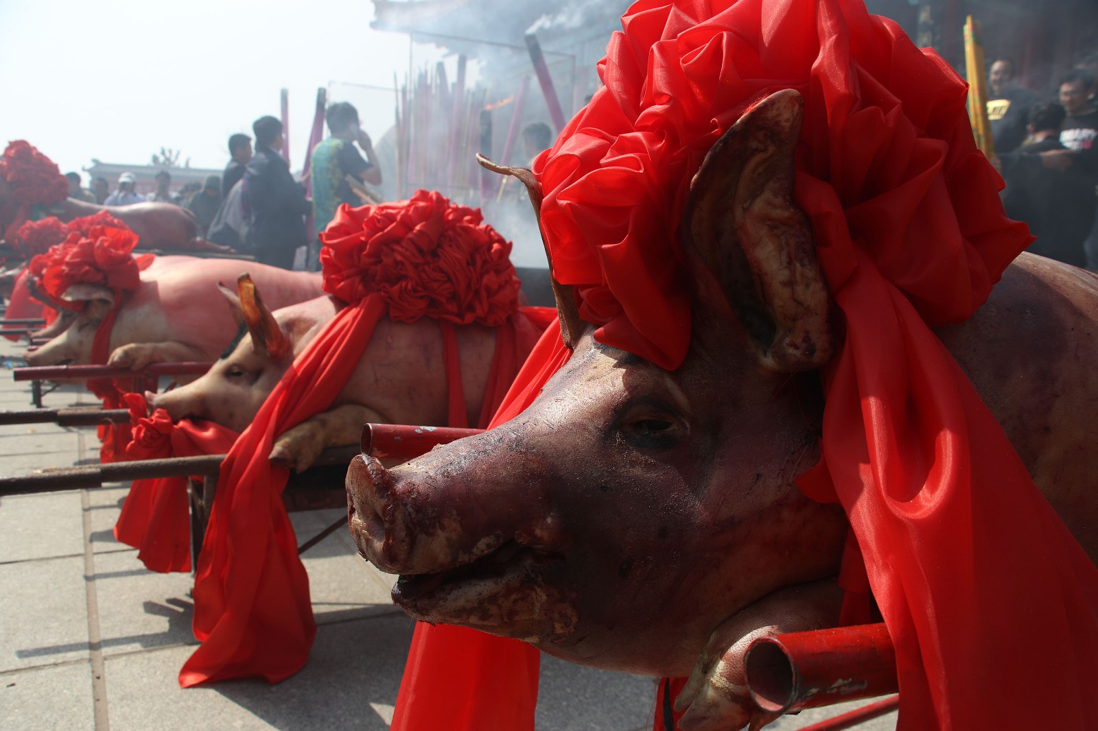 年猪端午祭图片