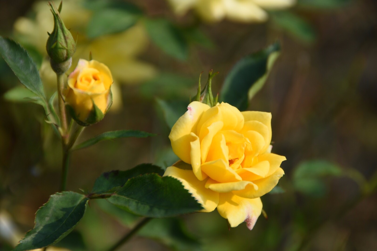 黄色月季特别美