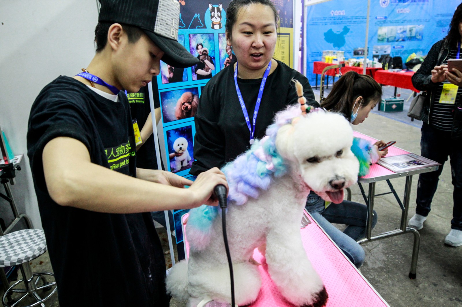 沈阳举办宠物选美大赛 众猫狗盛装亮相拼妆容