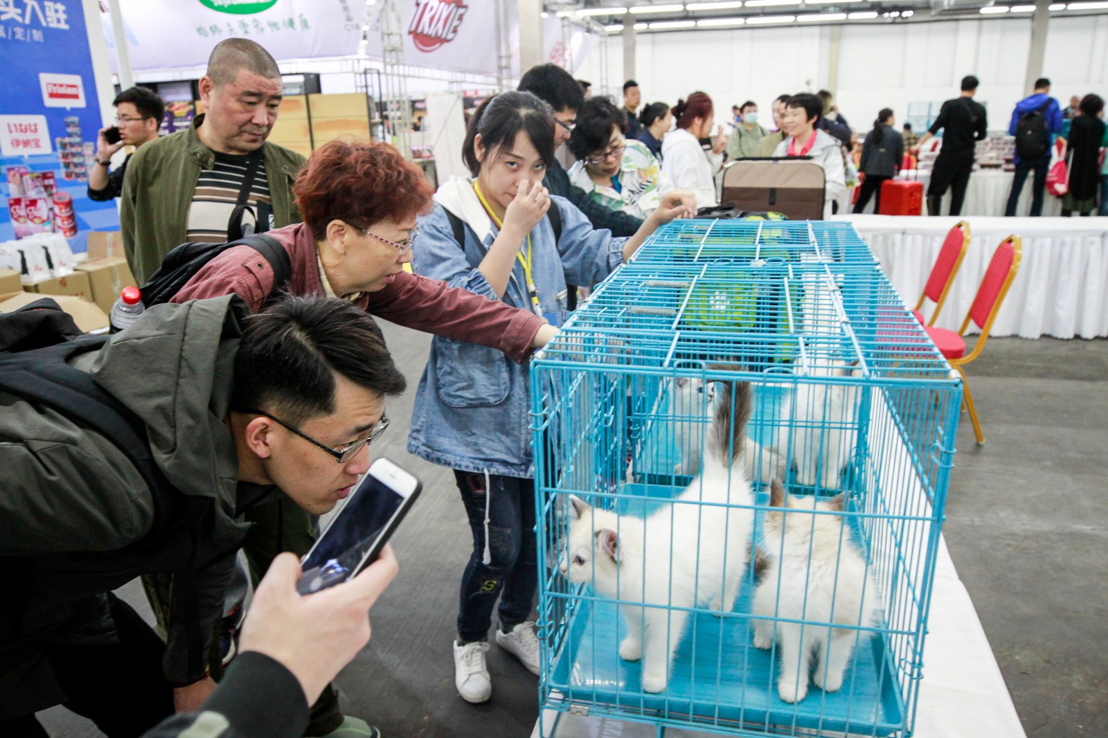 沈阳举办宠物选美大赛 众猫狗盛装亮相拼妆容