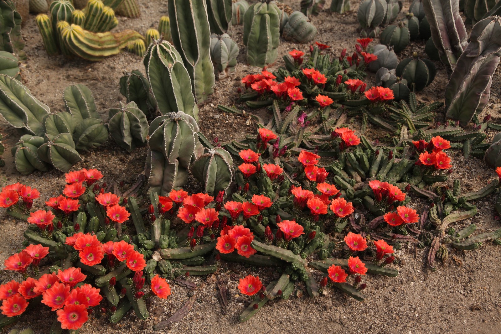 看桃太郎绽放盛事,为沙漠英雄点赞!