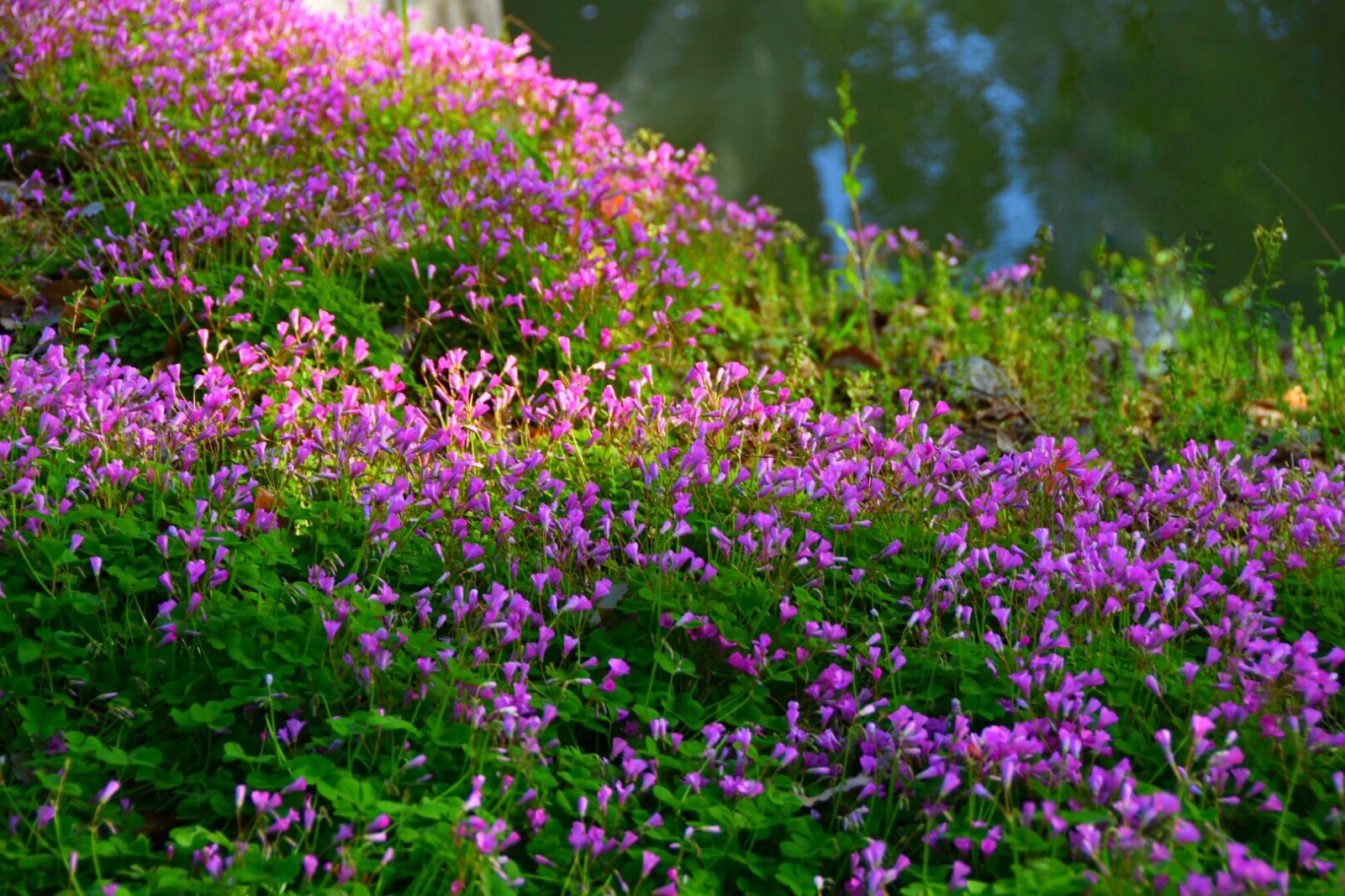 美丽炸酱草(原创摄影)