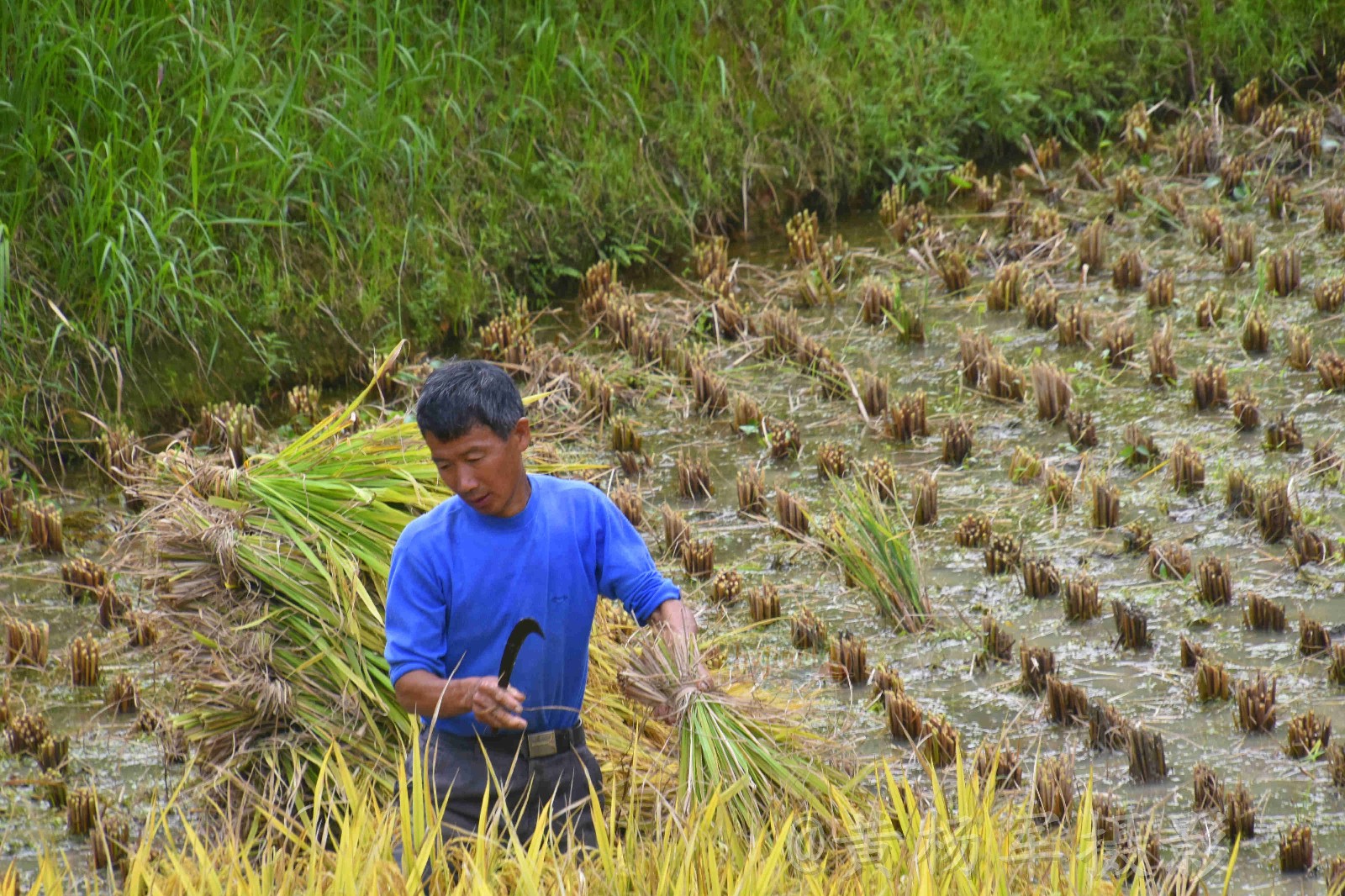 勤劳的客家人在金秋桃源梯田收水稻【原创摄影】