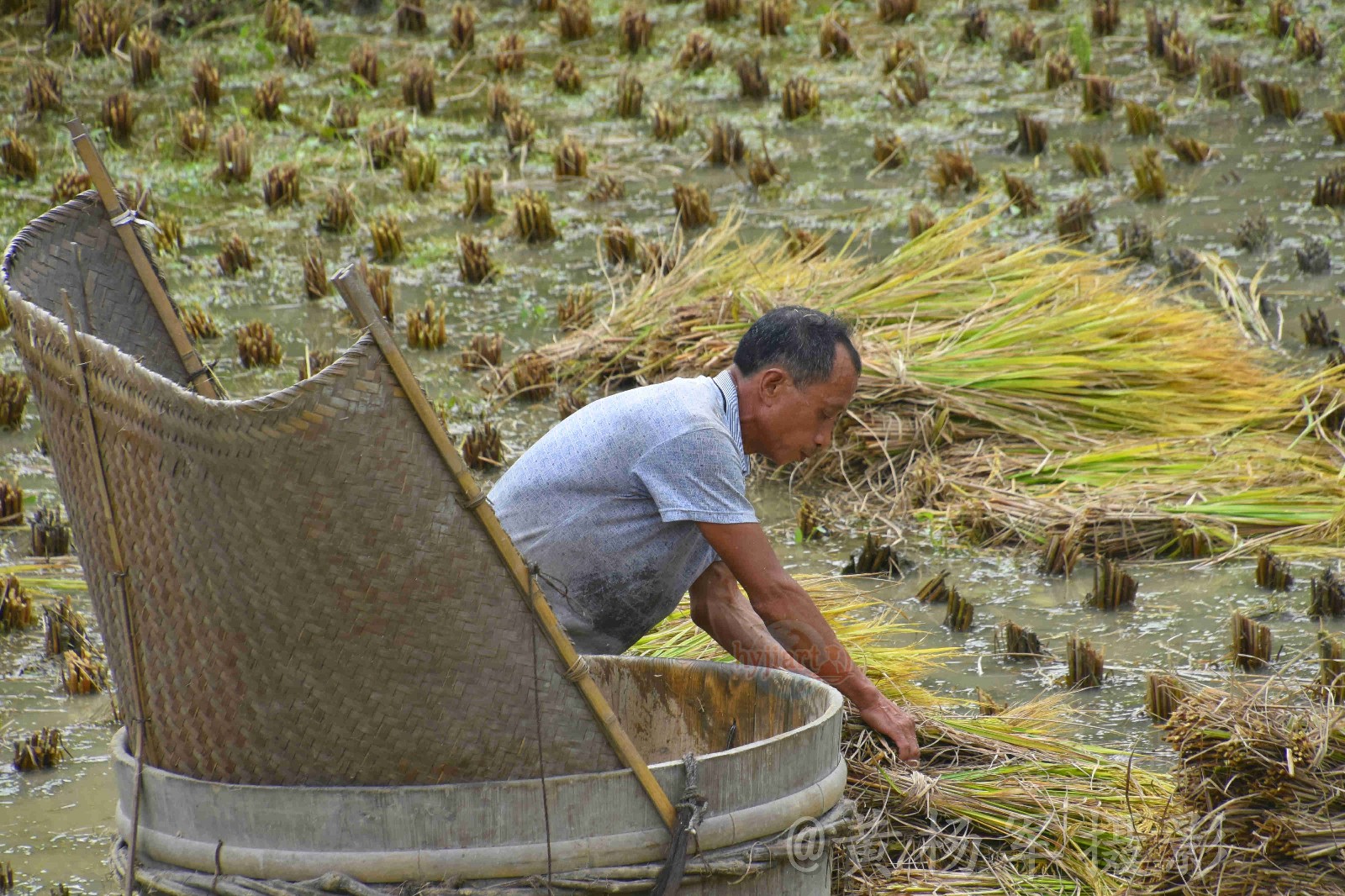 勤劳的客家人在金秋桃源梯田收水稻【原创摄影】
