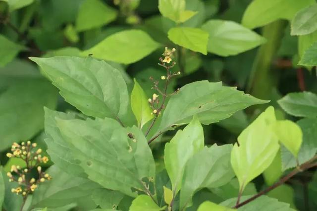 而豆腐柴不仅叶子可以用来做成绿豆腐,它全身也都是宝,据山区农民朋友