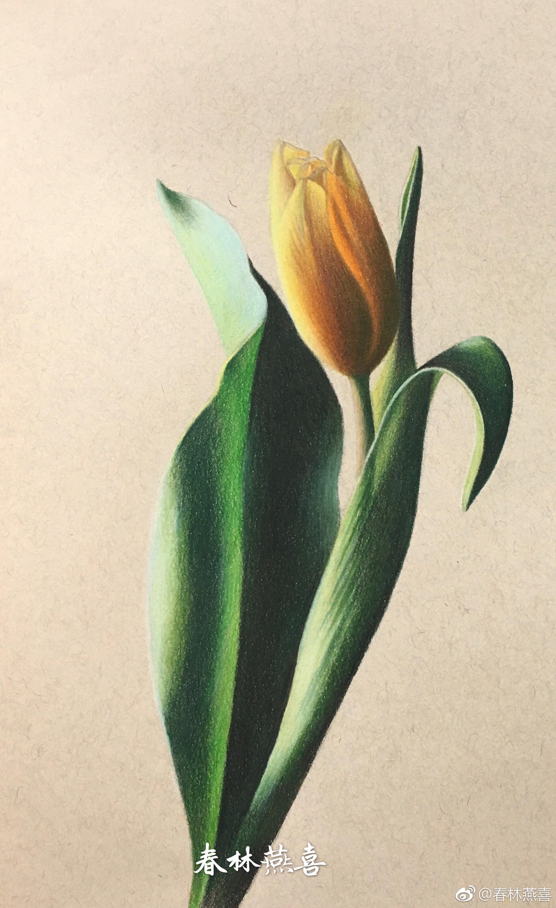 彩铅花卉绿辉油性彩铅丝蒂摩暖棕素描纸投稿