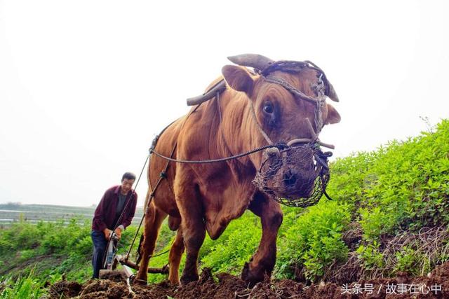 故事:没有兑现承诺 老牛发火压死了媳妇