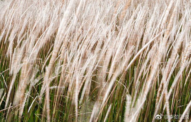白茅（学名：Imperata cylindrica (L.) Beauv