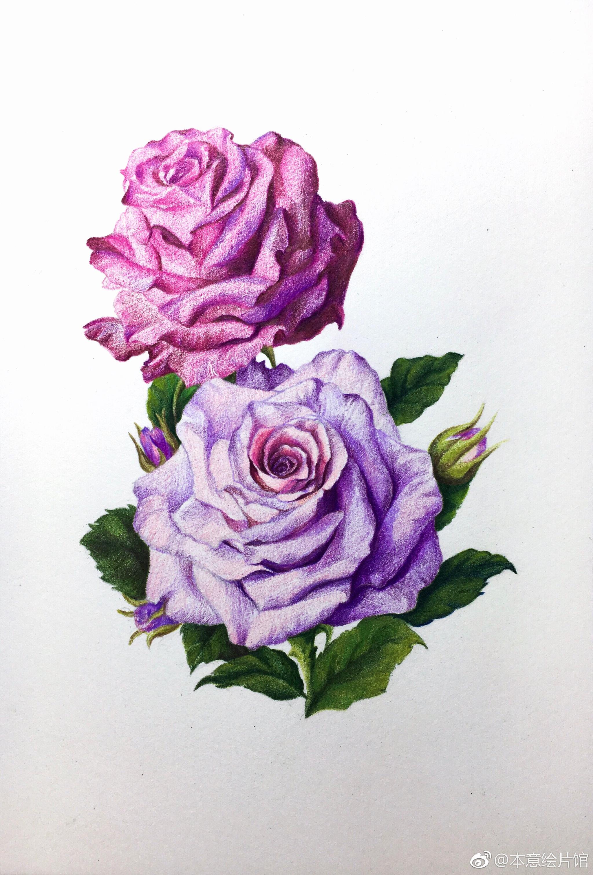 彩铅玫瑰过程一组绘画