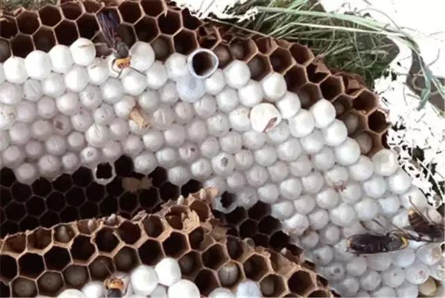 腾冲人不但会吃也很能想 一道"蜂黄腾达"恰如其分