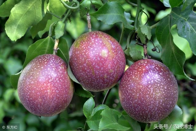 盆栽百香果怎么种植才好?盆栽百香果的播种方