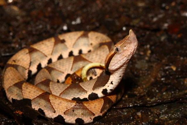 中国这5大毒蛇最毒:你好毒你好毒你好毒,呜呜呜!第五,银环蛇