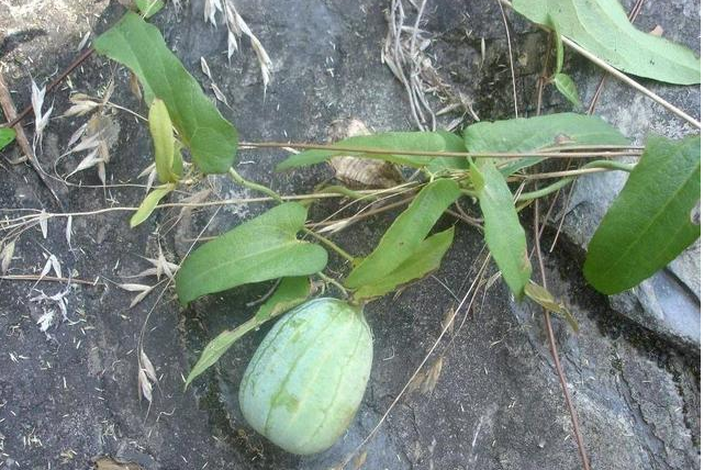 农村有种植物果实像大烟壳子能治咽喉痛却不能随便吃