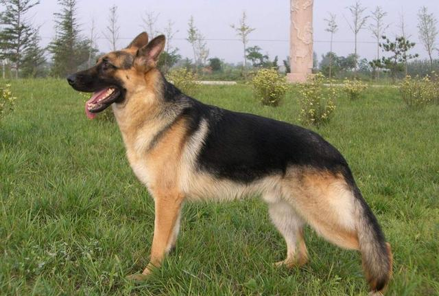 源自中国的四大狼犬第三种被称为狼犬代表第四种听名字就威武