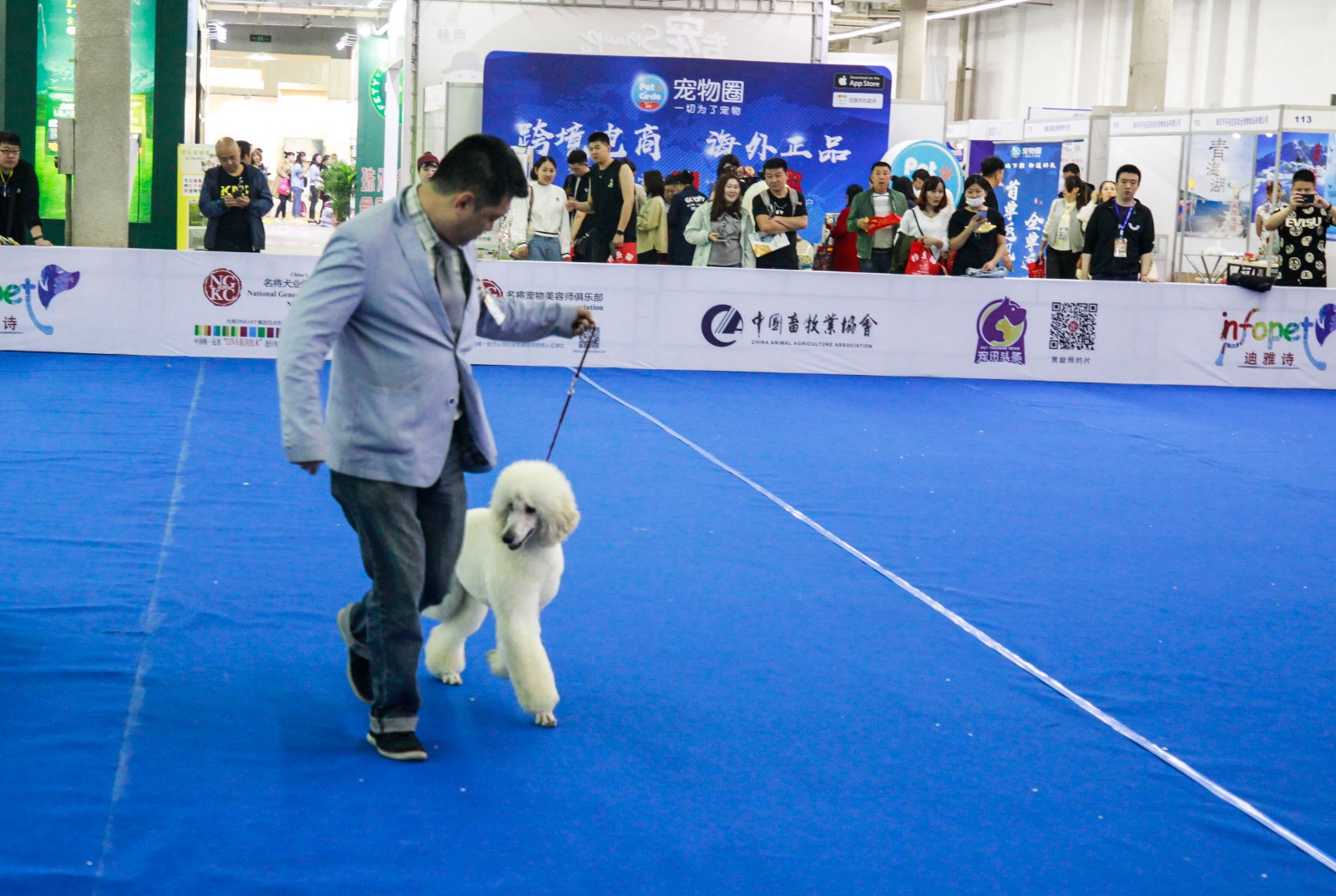 沈阳举办宠物选美大赛 众猫狗盛装亮相拼妆容