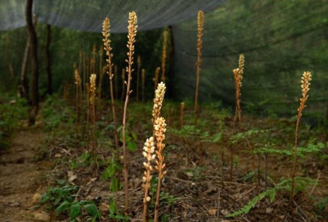 农村里常见却又珍贵的"白龙皮",专治老年痴呆症,市场供不应求