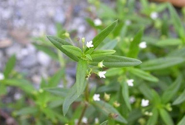 农村这种野草,传说是灵虫感德药,俗称"蛇舌草"