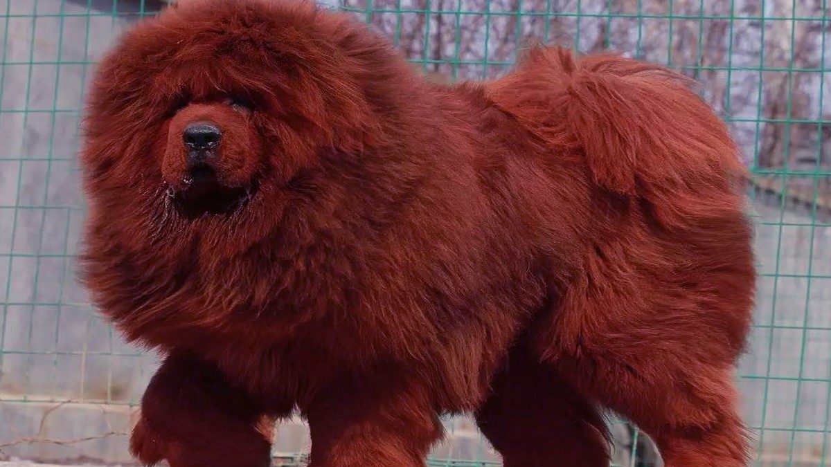 原生藏獒意指从牧区带回来的区别于内地生养的藏獒,很早以前的纯血獒