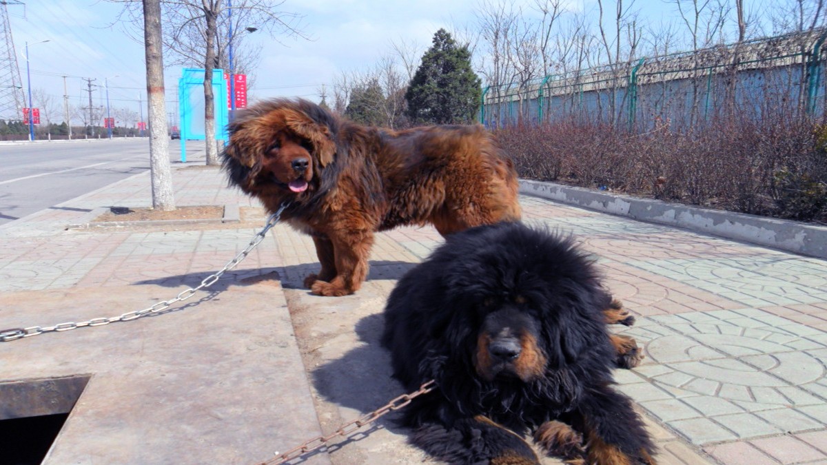 为什么有的藏獒都不是土狗的对手?藏獒厉害都是吹出来的吗?