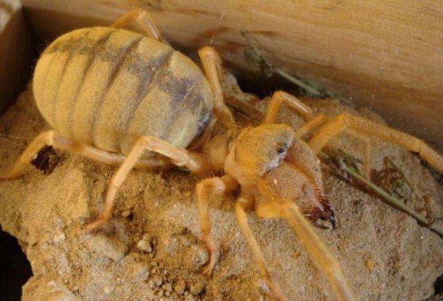 地球上最大的食人蛛, 能杀死骆驼, 曾给驻伊拉克美军带来极大麻烦