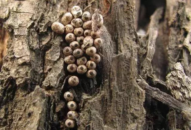 美食|辣子|毒刺_新浪新闻