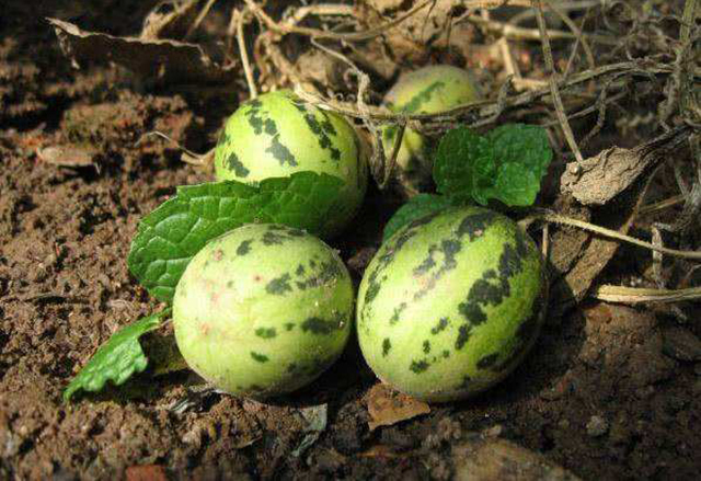 不可思议,以前田边的野草"屎瓜子"制成干货后,一斤能卖300元