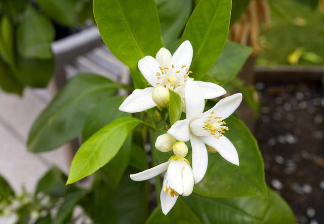 秋老虎来了,毛孔粗大像橘子皮一样丑,2植物加一起毛孔一缩再缩