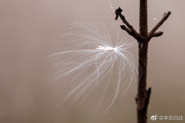 白茅（学名：Imperata cylindrica (L.) Beauv_新浪新闻