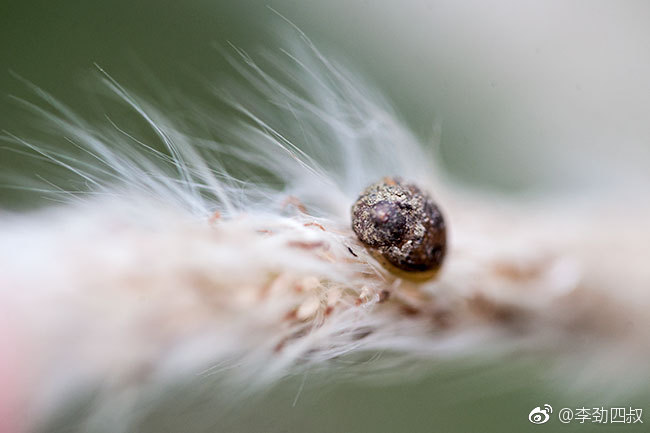 白茅（学名：Imperata cylindrica (L.) Beauv